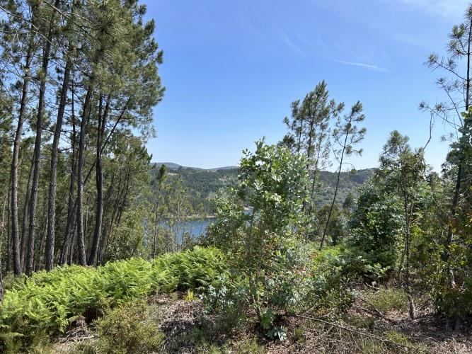 Image No.4-Terrain à vendre à Pedrógão Grande