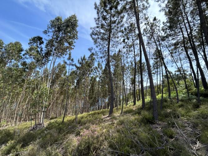 Image No.5-Terrain à vendre à Pedrógão Grande