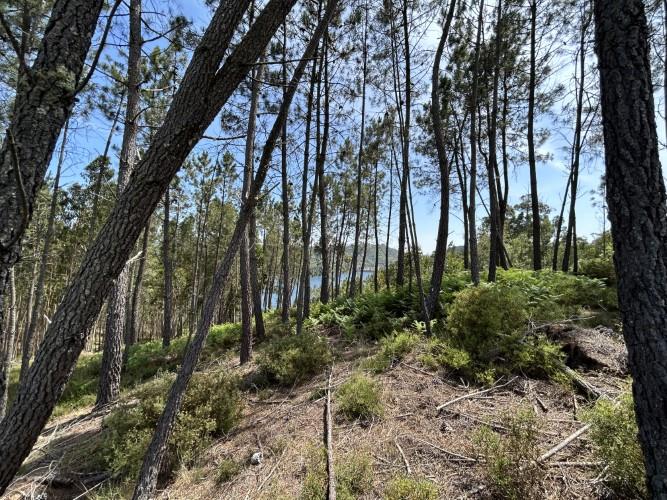 Image No.6-Terrain à vendre à Pedrógão Grande