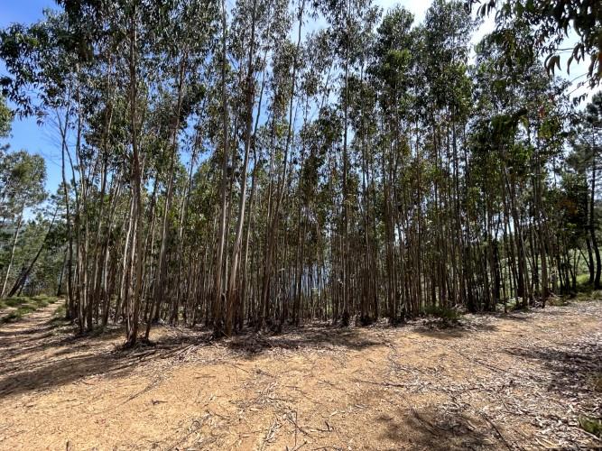 Image No.8-Terrain à vendre à Pedrógão Grande