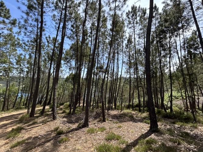 Image No.9-Terrain à vendre à Pedrógão Grande