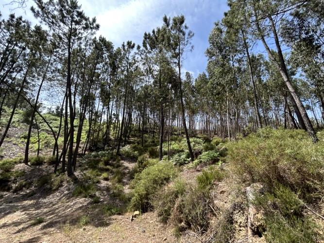 Image No.10-Terrain à vendre à Pedrógão Grande