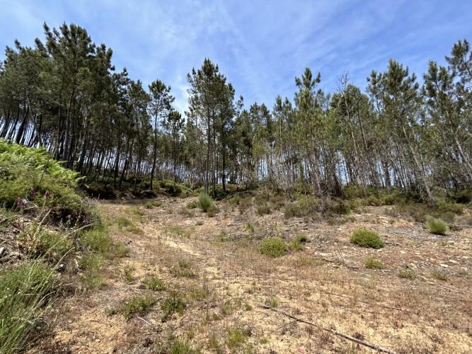 Image No.11-Terrain à vendre à Pedrógão Grande