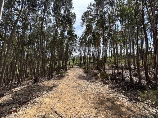 Image No.12-Terrain à vendre à Pedrógão Grande