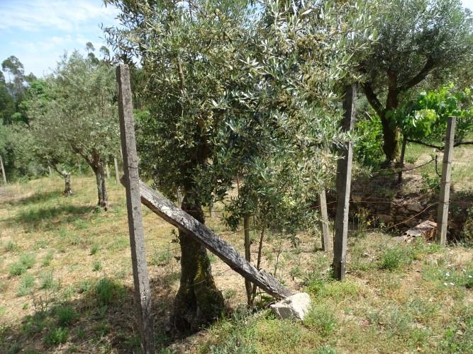 Image No.19-Village House for sale