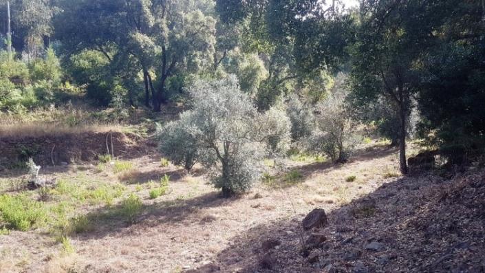 Image No.33-Ferme à vendre à Oleiros