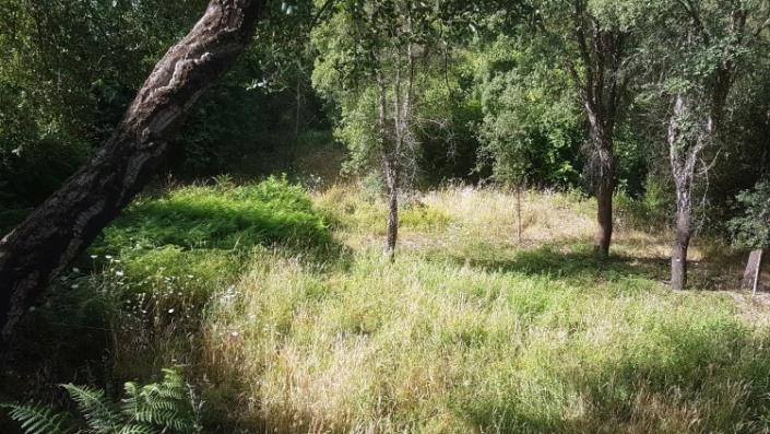 Image No.42-Ferme à vendre à Oleiros