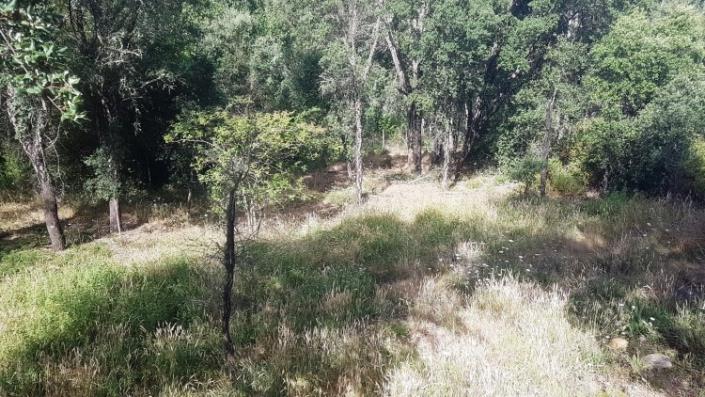 Image No.43-Ferme à vendre à Oleiros