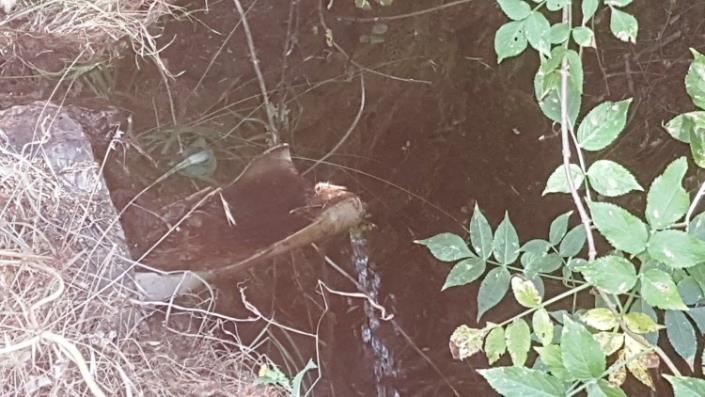 Image No.44-Ferme à vendre à Oleiros