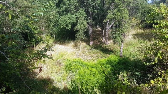 Image No.53-Ferme à vendre à Oleiros