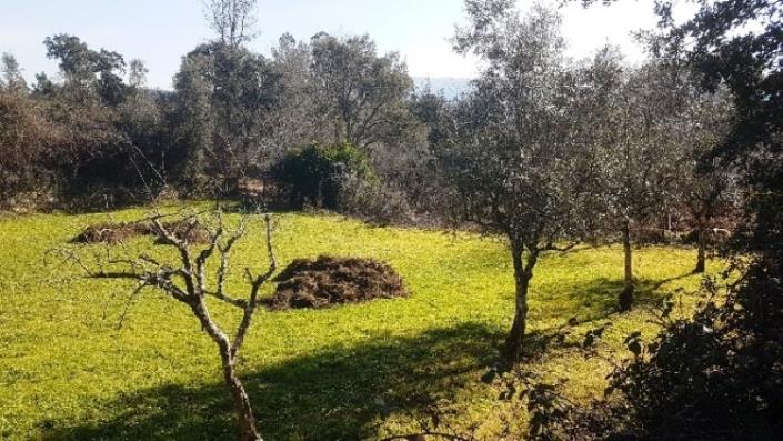 Image No.5-Terre à vendre à Pedrógão Grande