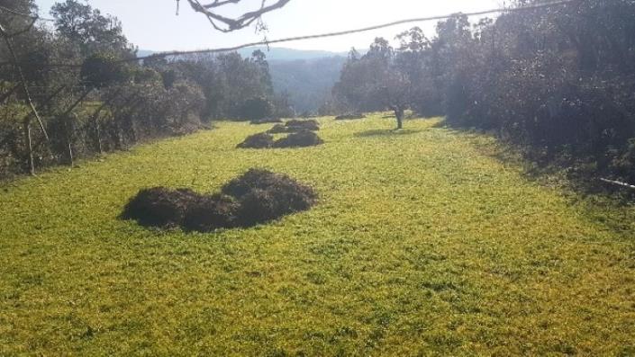 Image No.6-Terre à vendre à Pedrógão Grande