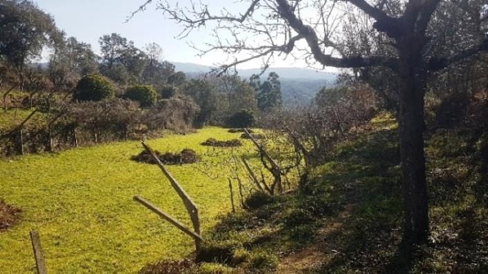 Image No.7-Terre à vendre à Pedrógão Grande