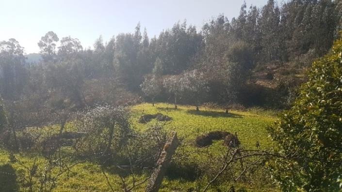 Image No.11-Terre à vendre à Pedrógão Grande