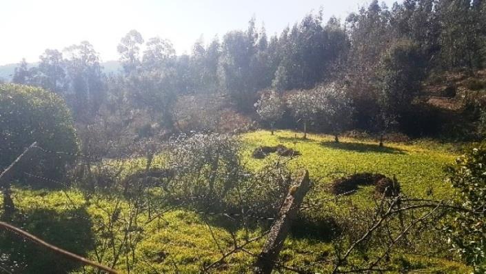 Image No.12-Terre à vendre à Pedrógão Grande