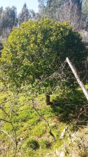 Image No.14-Terre à vendre à Pedrógão Grande