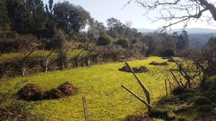 Image No.36-Terre à vendre à Pedrógão Grande