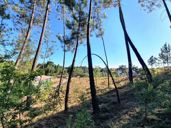 Image No.3-Terre à vendre à Pedrógão Grande