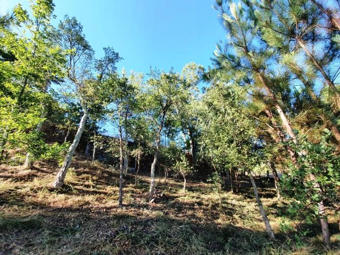 Image No.4-Terre à vendre à Pedrógão Grande