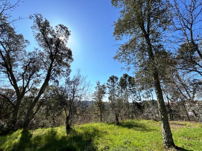 Image No.9-Terre à vendre à Pedrógão Grande