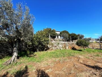 12---1199--NEW---Custom-