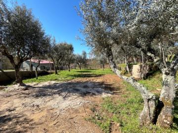 14---1199--NEW---Custom-