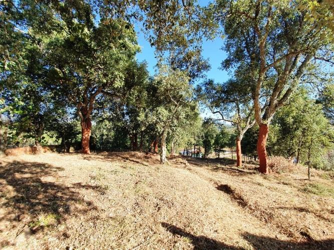 Image No.22-Terre à vendre à Pedrógão Grande