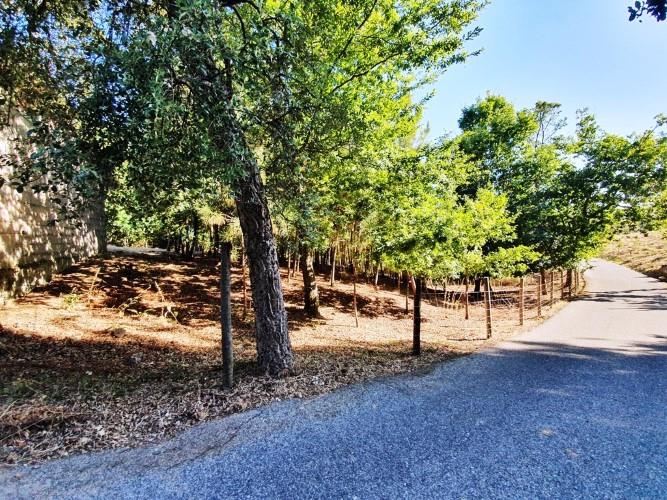 Image No.13-Terre à vendre à Pedrógão Grande