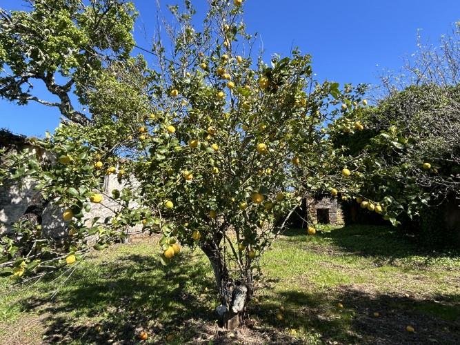 Image No.24-Maison de village à vendre à Pedrógão Pequeno