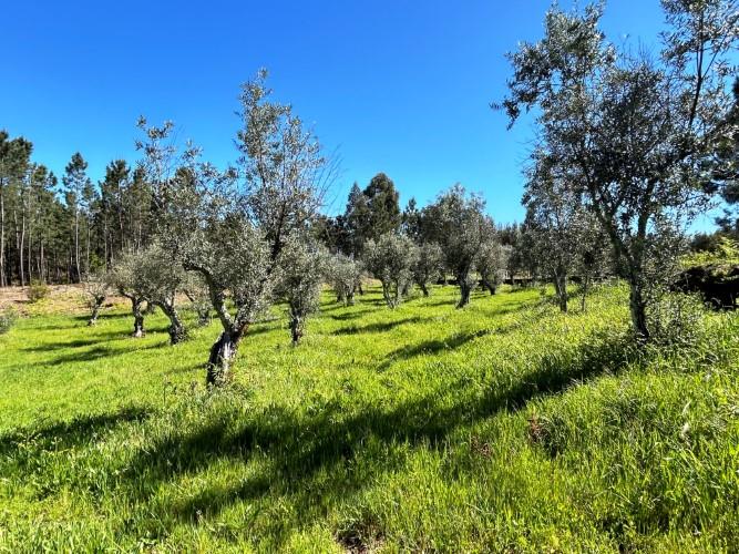 Image No.25-Maison de village à vendre à Pedrógão Pequeno