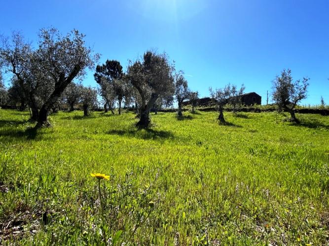 Image No.26-Maison de village à vendre à Pedrógão Pequeno
