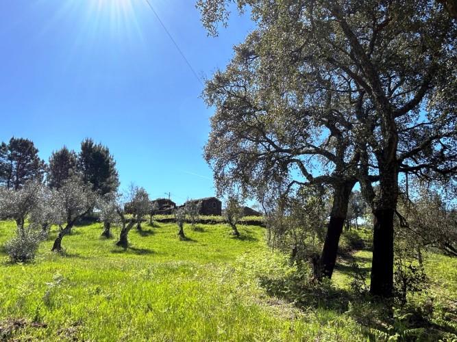 Image No.27-Maison de village à vendre à Pedrógão Pequeno