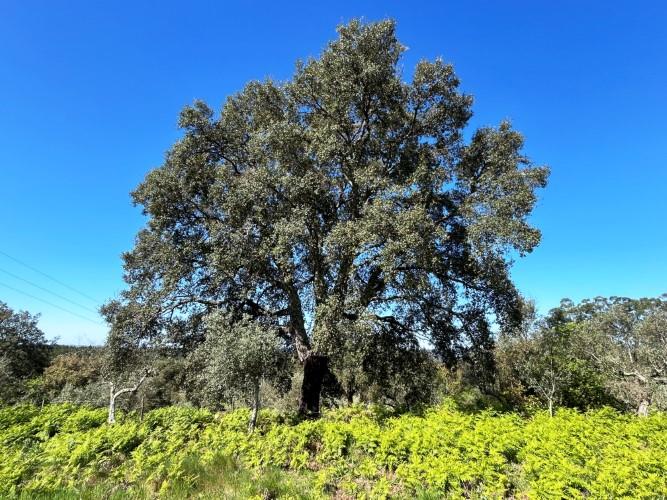Image No.29-Maison de village à vendre à Pedrógão Pequeno
