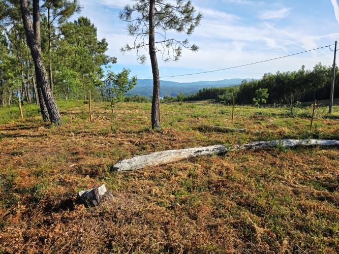 Image No.11-Terre à vendre à Pedrógão Pequeno