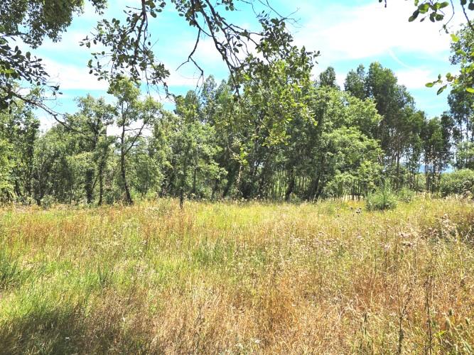 Image No.4-Terre à vendre à Avelar