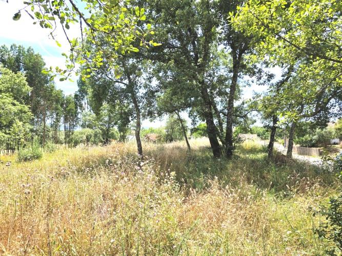 Image No.5-Terre à vendre à Avelar