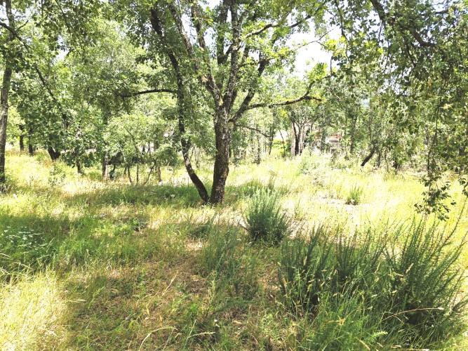 Image No.6-Terre à vendre à Avelar