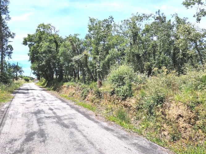 Image No.7-Terre à vendre à Avelar