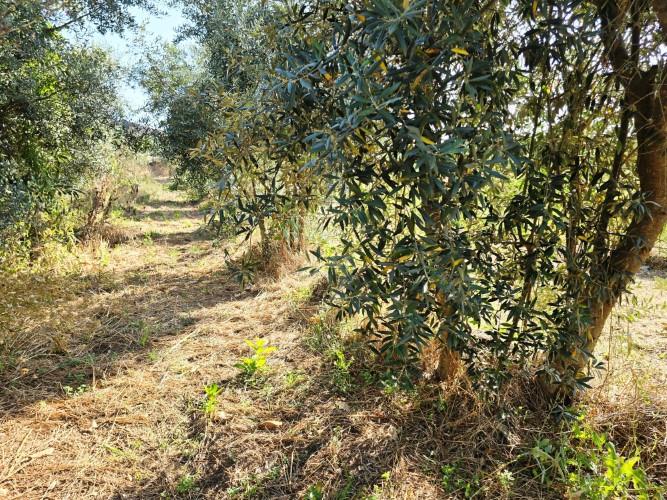 Image No.29-Village House for sale