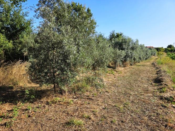 Image No.31-Village House for sale