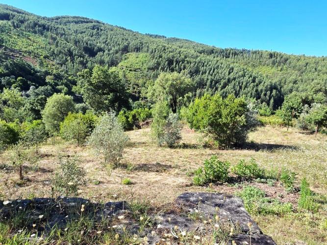 Image No.18-Terre à vendre à Pedrógão Pequeno