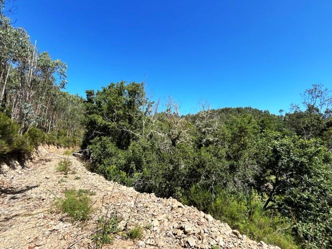 Image No.5-Terre à vendre à Pedrógão Grande