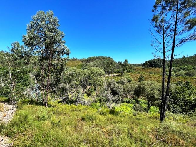 Image No.4-Terre à vendre à Pedrógão Grande