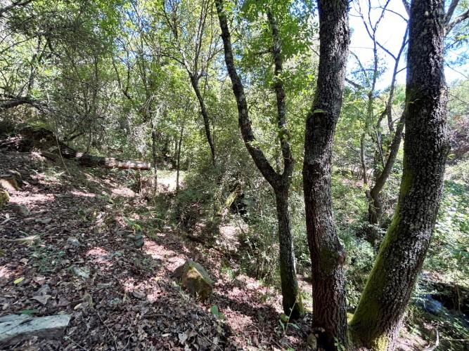 Image No.6-Terre à vendre à Pedrógão Grande