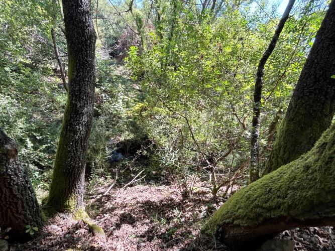 Image No.7-Terre à vendre à Pedrógão Grande