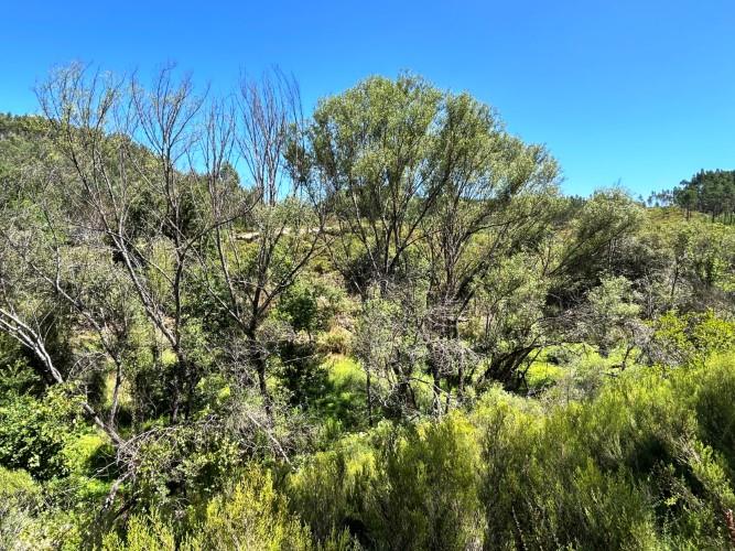 Image No.12-Terre à vendre à Pedrógão Grande