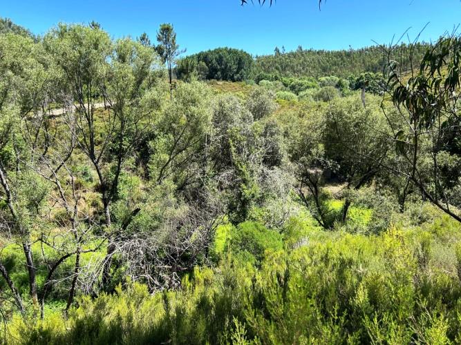 Image No.13-Terre à vendre à Pedrógão Grande