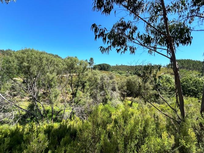 Image No.15-Terre à vendre à Pedrógão Grande