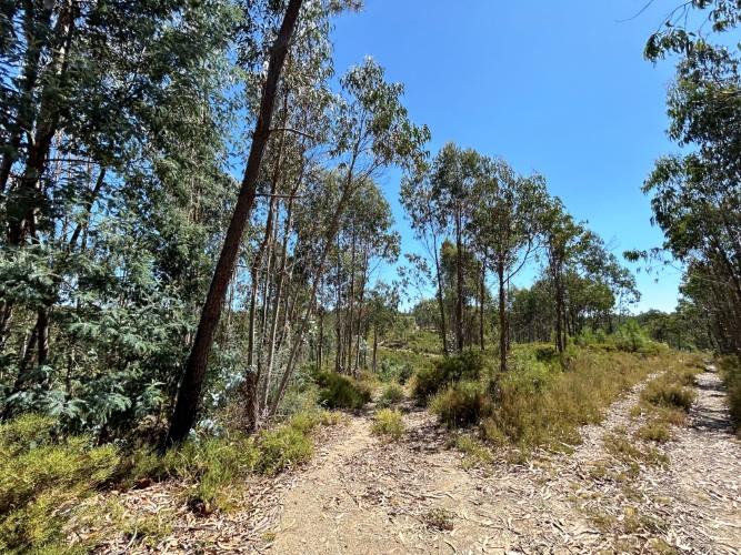 Image No.16-Terre à vendre à Pedrógão Grande