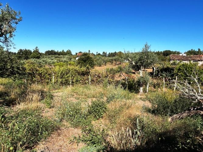 Image No.17-Maison de village de 1 chambre à vendre à Pedrógão Pequeno